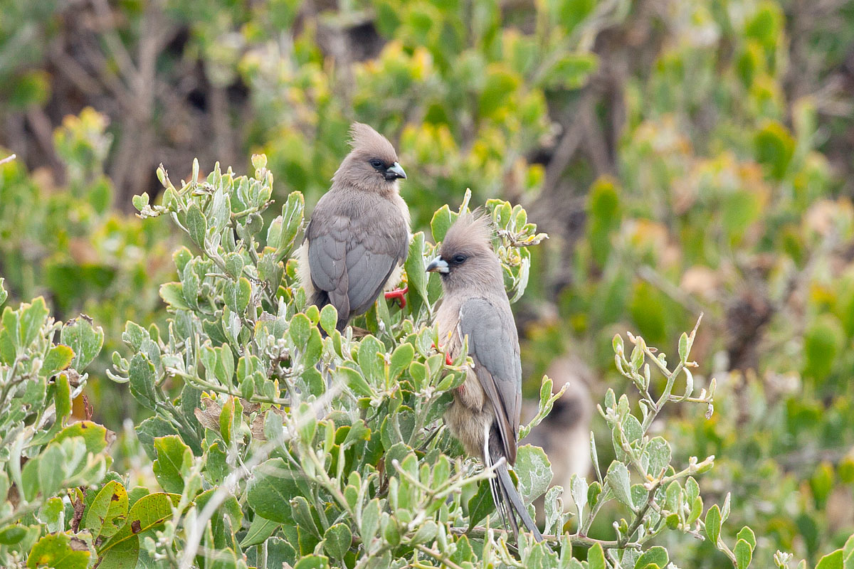 Cape Town Bird Gallery